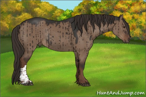 Horse Color:Liver Red Dun Rabicano Brindle 