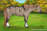 Horse Color:White Spotted Liver Red Dun Brindle 