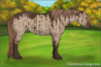 Horse Color:Liver Red Dun Brindle 
