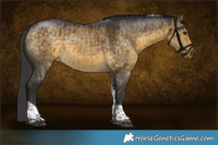 Horse Color:Buckskin Dun Tobiano Rabicano Brindle