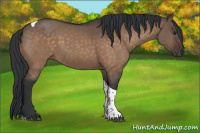 Horse Color:Brown Dun Tobiano 