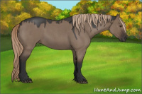 Horse Color:Liver Red Dun Roan 