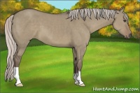 Horse Color:Silver Grullo 