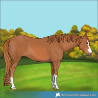 Horse Color:Chestnut 