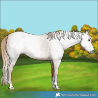 Horse Color:Gray Chestnut 