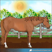Horse Color:Chestnut 