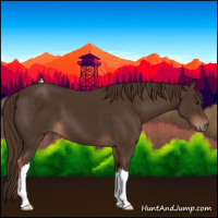 Horse Color:Liver Chestnut 