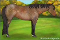 Horse Color:Buckskin Roan 