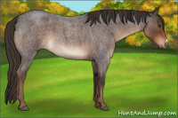 Horse Color:Liver Red Roan 