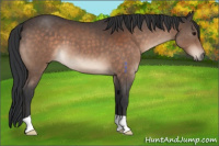 Horse Color:Brown Roan