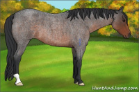Horse Color:Brown Roan 