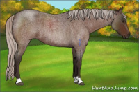 Horse Color:Silver Brown Roan 