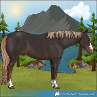 Horse Color:Liver Chestnut 