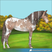 Horse Color:White Spotted Amber Champagne Appaloosa 