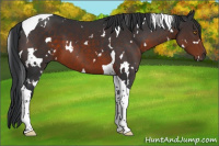 Horse Color:White Spotted Brown Tobiano 