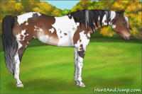 Horse Color:White Spotted Brown Tobiano 
