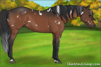 Horse Color:White Spotted Brown 