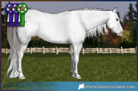 Horse Color:Liver Red Dun Appaloosa Brindle 