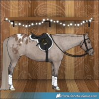 Horse Color:Liver Red Dun Appaloosa Brindle 