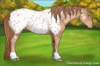 Horse Color:Gold Champagne Roan Near Leopard 