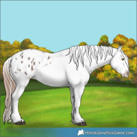 Horse Color:Liver Red Roan Appaloosa 
