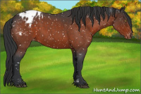 Horse Color:Brown Roan Appaloosa