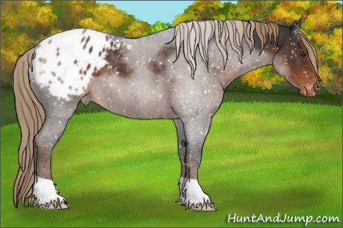Horse Color:Liver Red Roan Appaloosa 