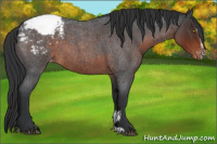 Horse Color:Brown Roan Sabino Appaloosa 