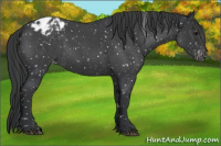 Horse Color:Blue Roan Appaloosa 