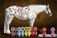 Horse Color:Liver Red Roan Appaloosa Rabicano