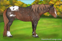 Horse Color:Liver Red Roan Sabino Appaloosa 