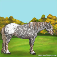 Horse Color:Liver Red Roan Sabino Appaloosa 