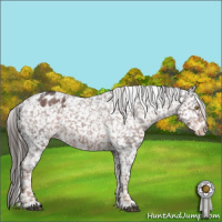 Horse Color:Liver Red Roan Appaloosa Rabicano 