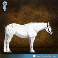 Horse Color:Liver Red Roan Appaloosa Rabicano 