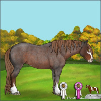 Horse Color:Liver Red Roan Sabino 