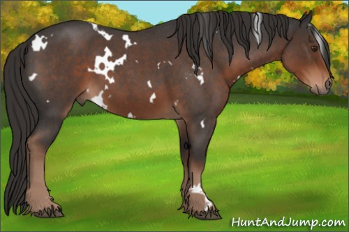 Horse Color:White Spotted Liver Red Roan Rabicano 