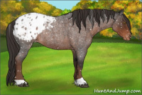 Horse Color:Liver Red Roan Appaloosa Rabicano 