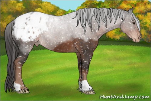 Horse Color:Liver Red Roan Appaloosa Rabicano 