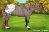 Horse Color:Liver Red Roan Appaloosa 