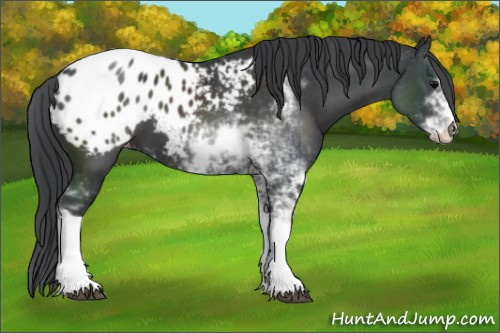 Horse Color:Black Sabino Appaloosa 