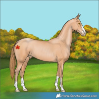 Horse Color:Bay Pearl 