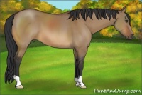 Horse Color:Bay Dun
