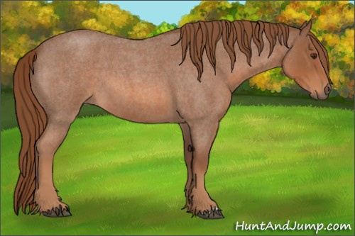 Horse Color:Red Roan 