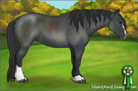 Horse Color:Blue Roan Sabino 