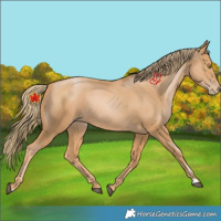 Horse Color:Chestnut Pearl 