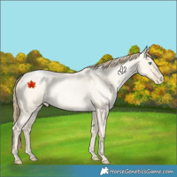 Horse Color:Buckskin Roan Pearl Dun
