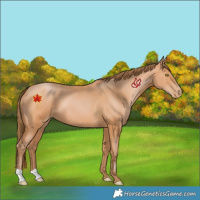 Horse Color:Bay Pearl 