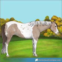 Horse Color:Classic Champagne Splash Tobiano Rabicano 