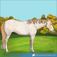 Horse Color:Gold Champagne Roan Splash Rabicano 