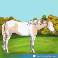 Horse Color:Gold Champagne Roan Splash Tobiano 